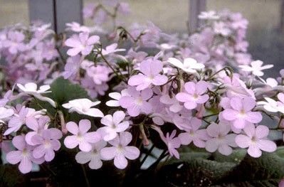 Streptocarpus "gloria"