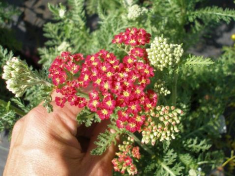 Achillea millefolium "paprika"