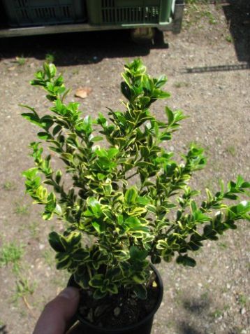 Buxus sempervirens "aureovariegata" - zimostráz