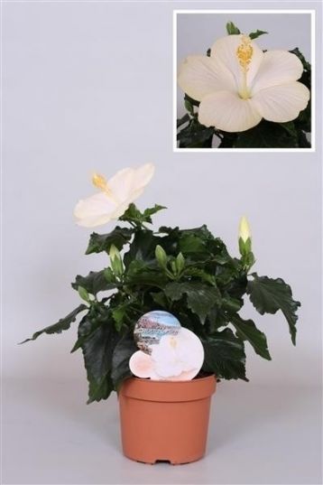 Hibiscus sinensis "san remo" - ibišek pokojový