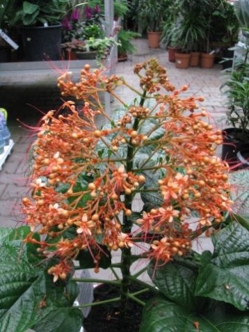 Clerodendron pan "starshine" - blahokeř