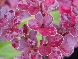 Berberis thunbergii "red chief"