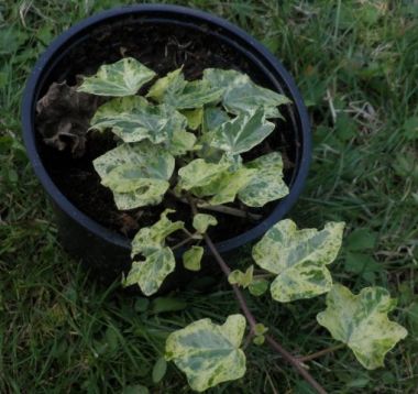 Hedera helix "variegata"