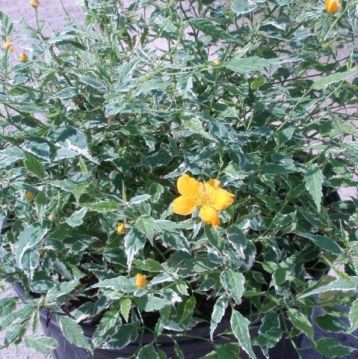 Kerria japonica "picta"