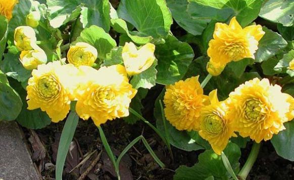 Caltha palustris "multiplex"
