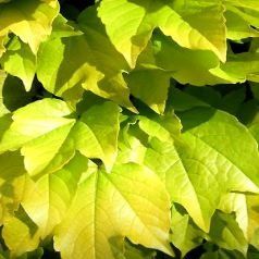 Parthenocissus tricuspidata "fenway park"