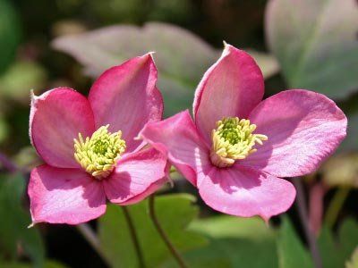 Clematis montana "fred"