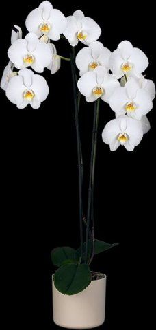 Phalaenopsis grandiflora - falenopsis velkokvětý, bílý