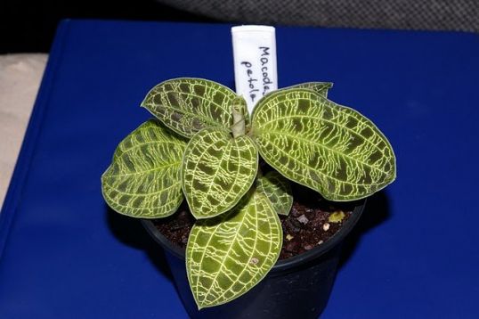 Macodes petola - green jewel