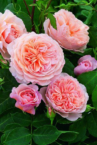 William morris