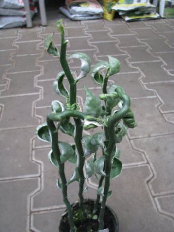 Pedilanthus tithymaloides variegata, zig-zag kroucený