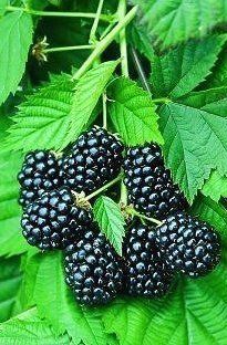 Rubus fruticosus "triple crown" - beztrnný ostružiník