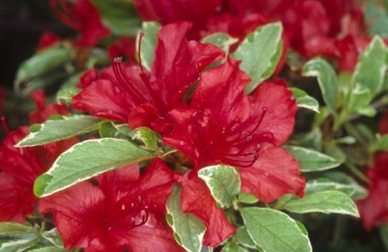 Rhododendron obtusum "hot shot variegated"