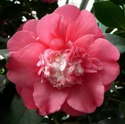 Camellia japonica "chandler elegans"