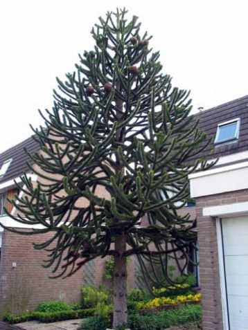 Araucaria araucana - blahočet čilský, araukárie