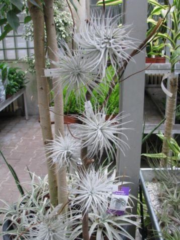 Tillandsia tectorum
