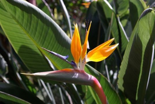 Strelitzia reginae - strelície menší