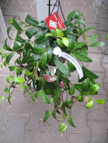 Aeschynanthus marmoratus longicaulis