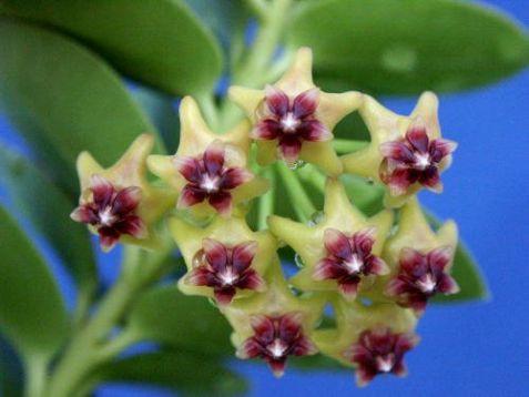 Hoya cumingiana