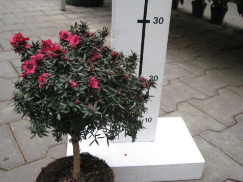 Leptospermum scoparium red or white