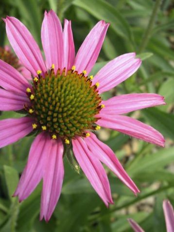 Echinacea "pixie meadowbrite"