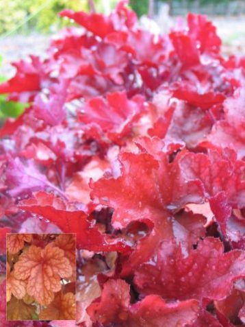 Heuchera "maroon blush"
