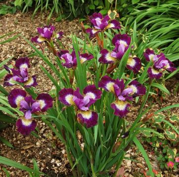 Iris sibirica "contrast in styles" - kosatec
