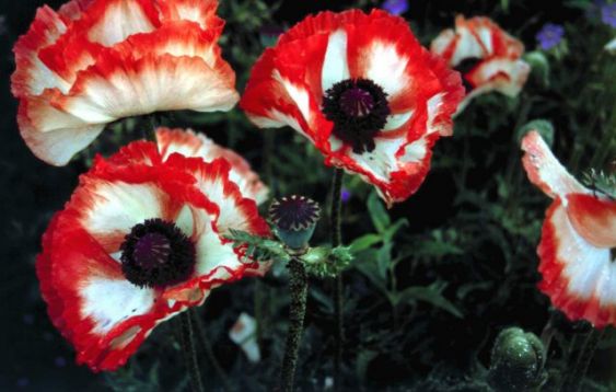 Papaver orientalis "flamenco"