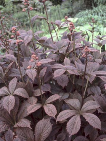 Rodgersia pinnata "chocolate wing" - rodgersie