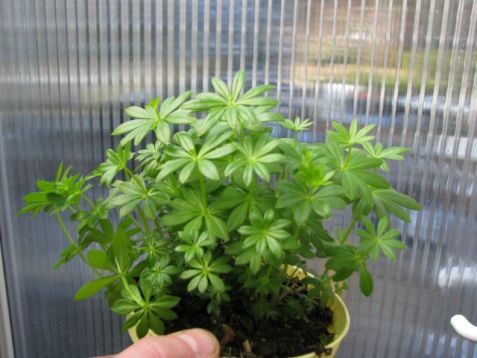 Galium odoratum