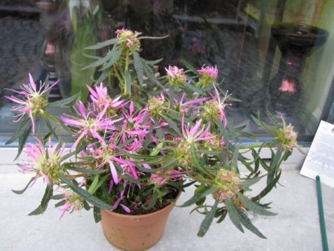 Rhododendron simsii "furious fuji"