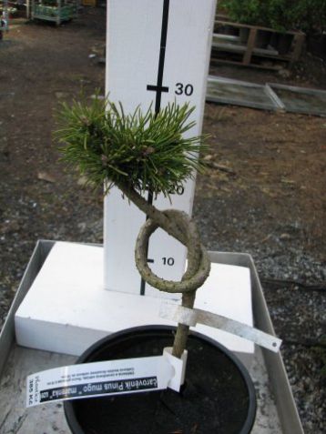 Pinus uncinata "mařenka" - čarověník, uzel