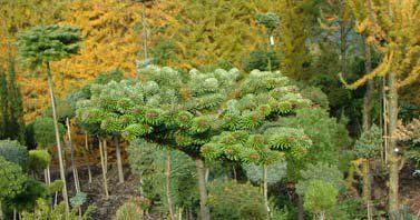 Abies vetchii "halteren"