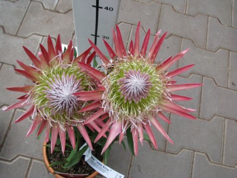 Protea cynaroides "mini king"