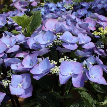 Hydrangea macrophylla - hortenzie talířovitá, modrá