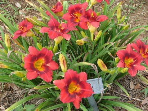 Hemerocallis "siloam show girls" - denivka