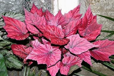 Begonia rex "inca fire" - begonie listová