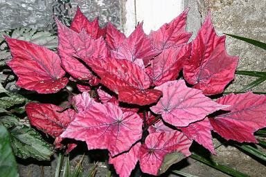 Begonia rex "inca fire"