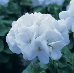 Pelargonium zonale f1 "white horizon"