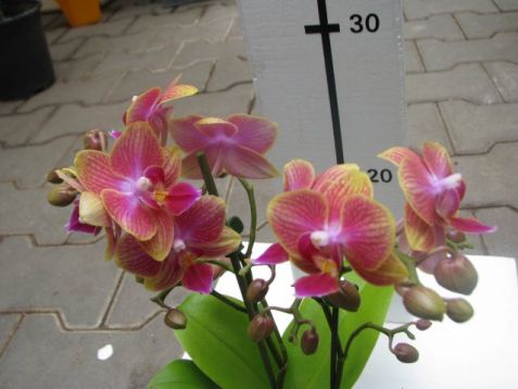 Phalaenopsis kolibri "russia"