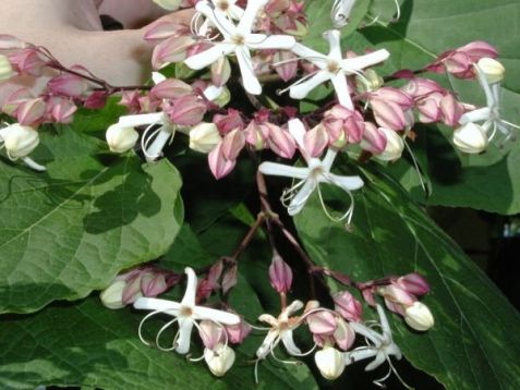 Clerodendrum trichotomum