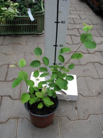 Amelanchier alnifolia "cusickii" - muchovník