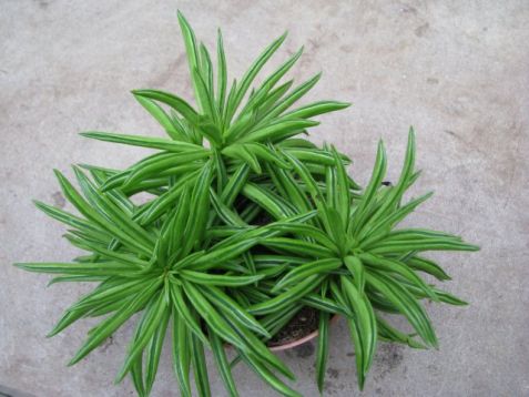 Peperomia "happy bean" - pepřinec