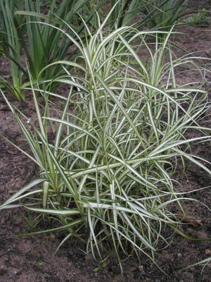 Carex muskingumensis "silber streif" - ostřice