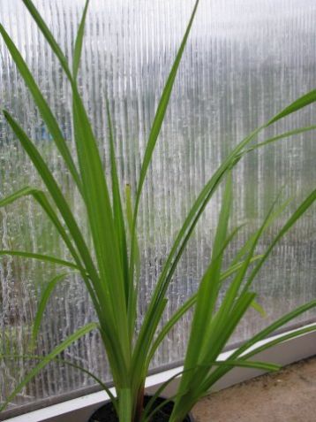 Carex riparia - ostřice pobřežní