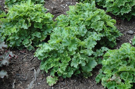 heuchera "malachite"