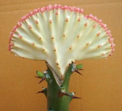 Euphorbia lactea cristata "yellow"