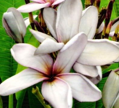 Plumeria "moung nam ngern"
