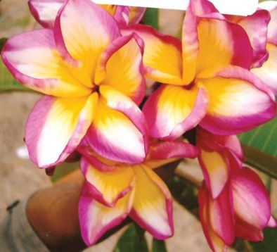 Plumeria "p6"