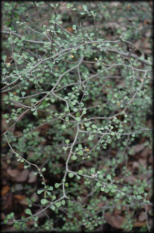 Corokia, sophora cotoneaster